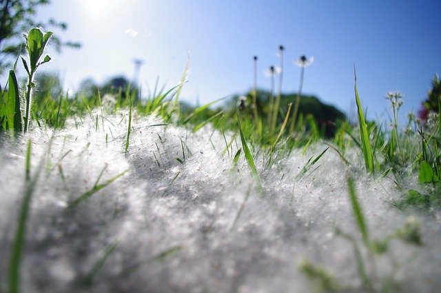 Dandelion field