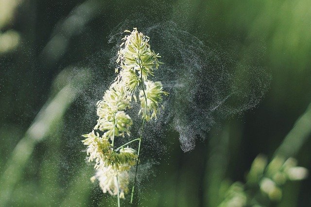 Plant with Pollen